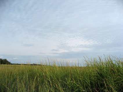 grasses
