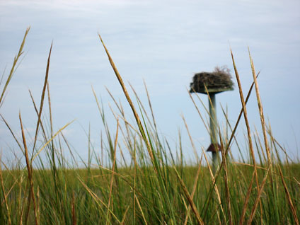 grasses